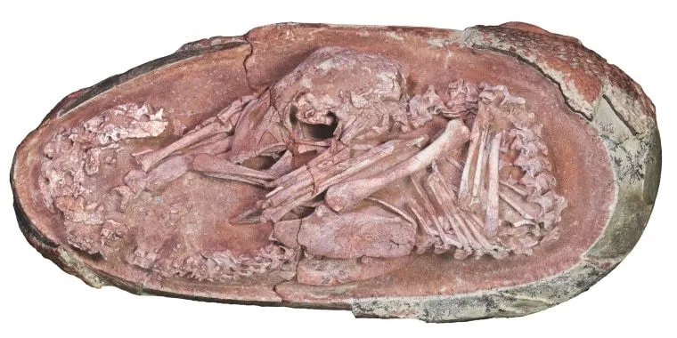 211220-dinosaur-embryo-fossil-2x1-bn-1700-9e92a5.webp