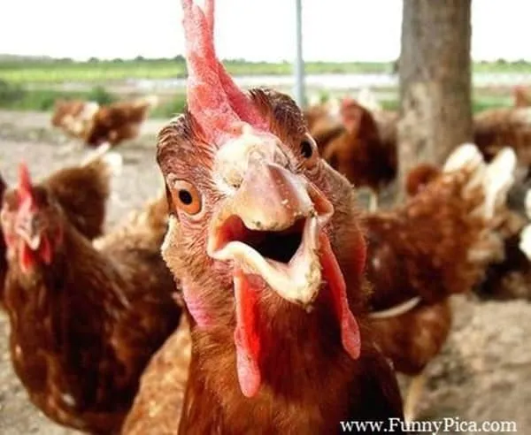 30-Funny-Pictures-of-Chicken-2.webp