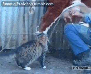 30Blln613TvG.gif