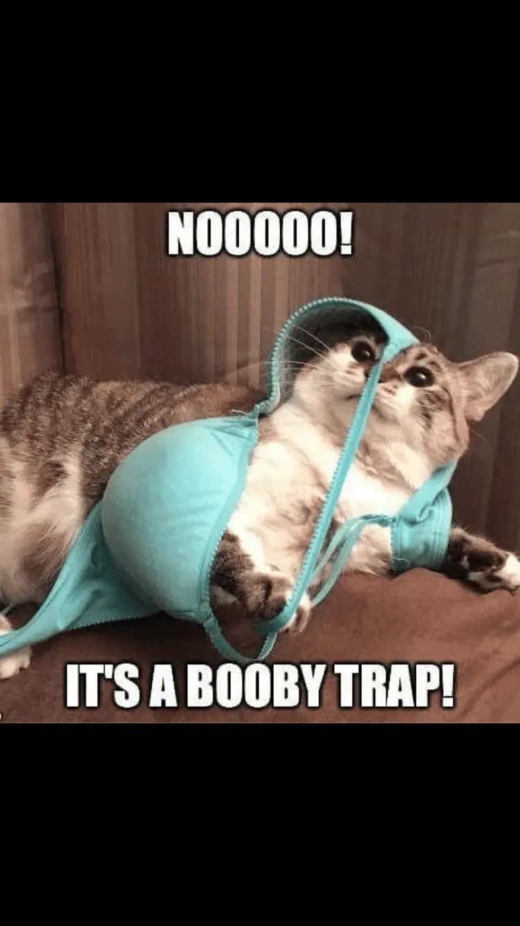 31E5058F-459F-4991-B973-D939480E9630.webp