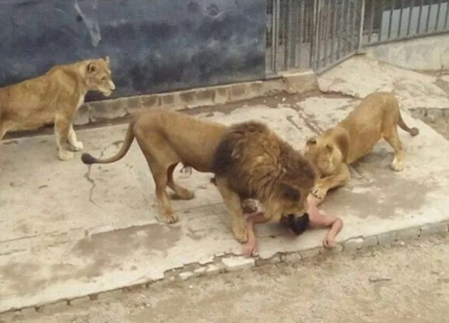 3479987A00000578-0-A_20_year_old_man_took_off_his_clothes_and_broke_into_a_lion_enc-a-19_1463...webp