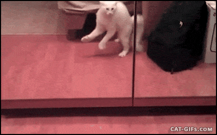 3cf218c0683c2a7b5bb3ff54f1351b0d.gif