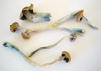 400px-Dried_Cubensis.webp