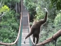427e10b9df3de3f675660db9715a60b5_w200.gif