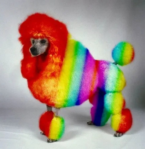 428fd86392eaf0fc05120e9a87167891--rainbow-colors-bright-colors-2965733.webp