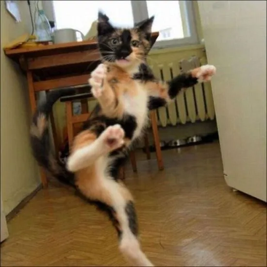 44-fotos-bizarras-divertidas-estranhas-e-incomuns-06-23.webp