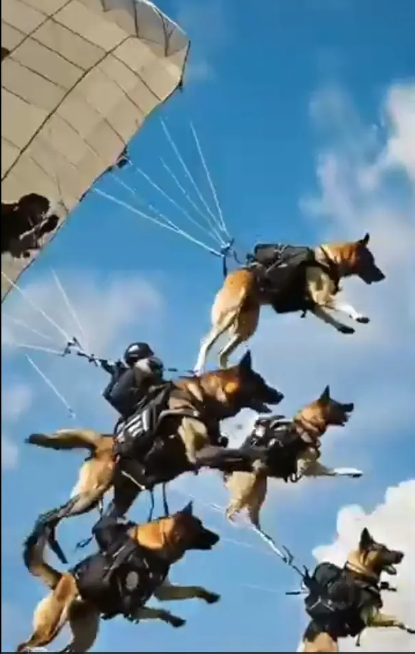 5 dog jump.webp