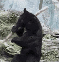 53cceccc57db9541b005aa11de3c8a80_w200 (1).gif