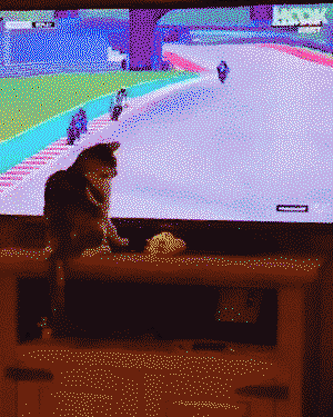 608511.gif