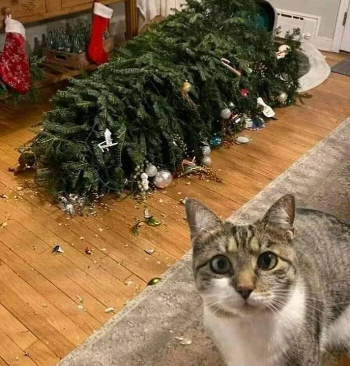 63a16dcb2b20a_christmas-cats.jpg