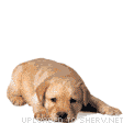 6D3AA82F-5F17-431D-86A4-75CB06BEF320.gif