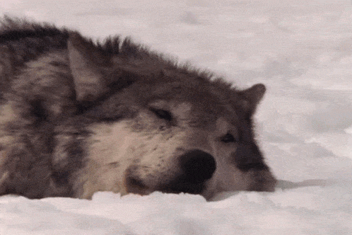 78de057d023c6e7e61f858abb311207f.gif