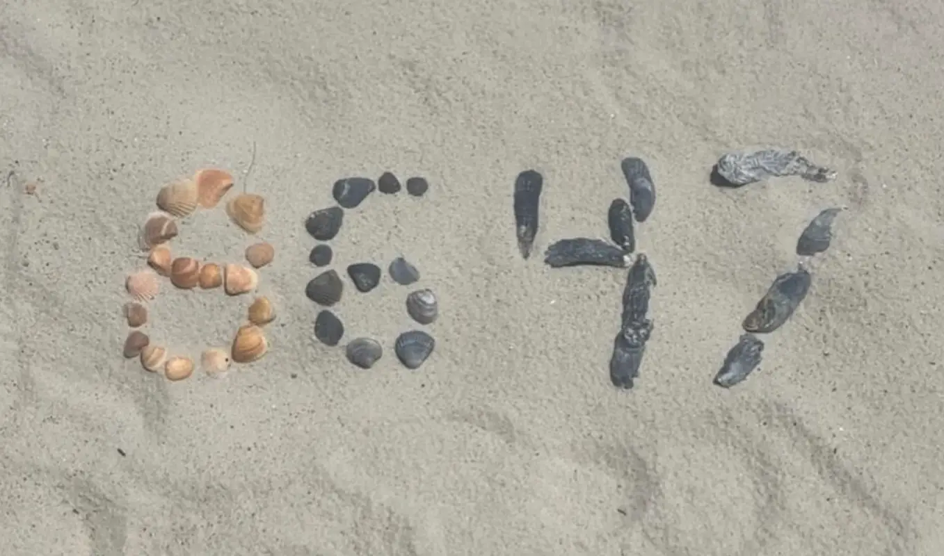 8647 Shells.webp