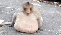 99BE3CF5-C2CC-4D66-8A11-E9AC1A068D03.gif