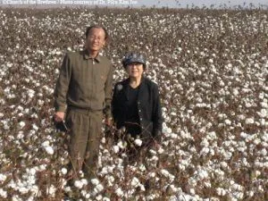A-cottonfield-ready-for-harvest-N Korea.webp