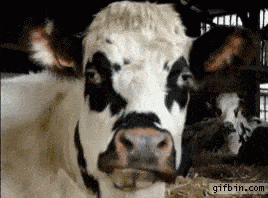 A6C6843B-E4CE-4EA3-81D7-45D8E0303BBF.gif
