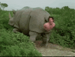 ace-ventura-rhino-slkzi8ml12jyy0kx.gif