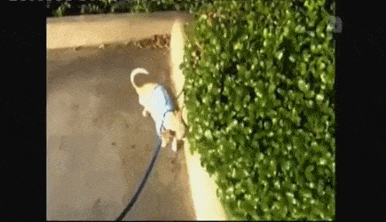 AltruisticInconsequentialArrowana-size_restricted.gif