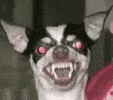 angry-chihuahua-dog-m5yxloiu07vopljq-ezgif.com-resize.gif