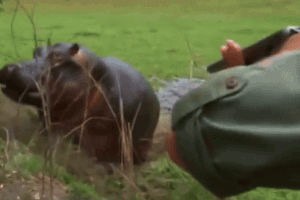 Angryhippohunting.breathtakingscenesonline-video-cutter.com-ezgif.com-resize.gif