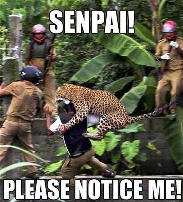 animal-captions-023-005.webp