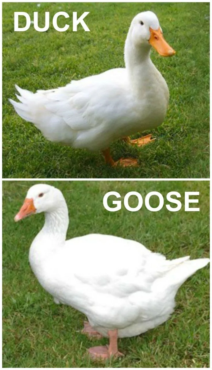 Animals Bugs.webp