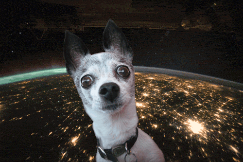 antigravitydog.gif