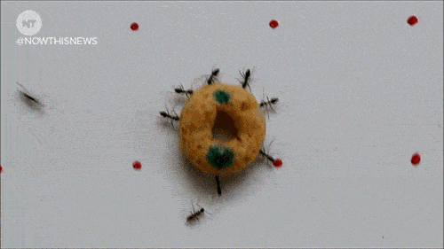 ants.gif