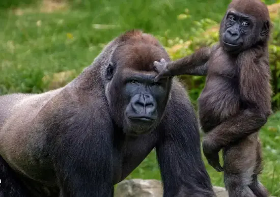 apes.webp