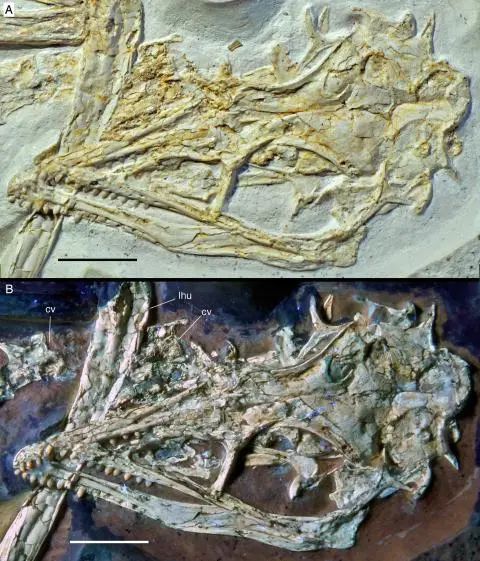 archaeopteryxskulls.webp