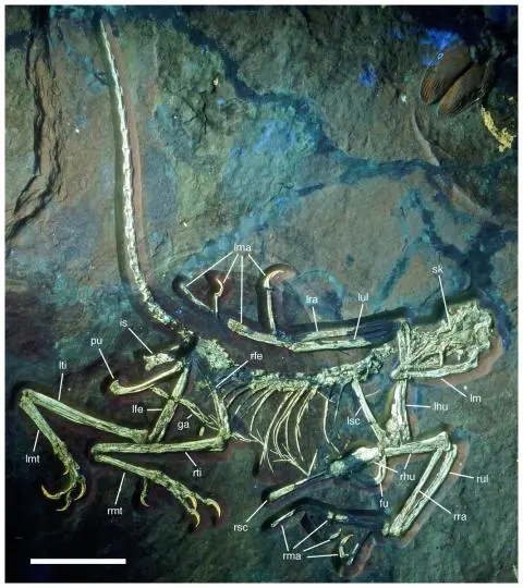 archaeopyeryxscan.webp