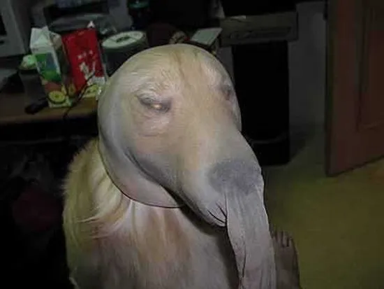 as_melhores_imagens_10032.webp