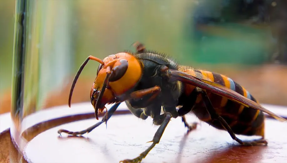 Asian-Giant-Hornet-Caught-in-Glass.webp