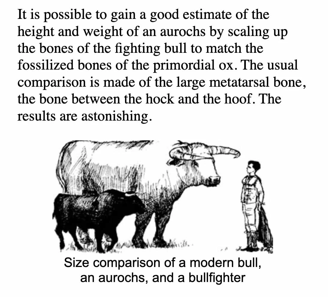 aurochs-size-comparison-description.webp