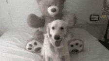 aww-dog.gif