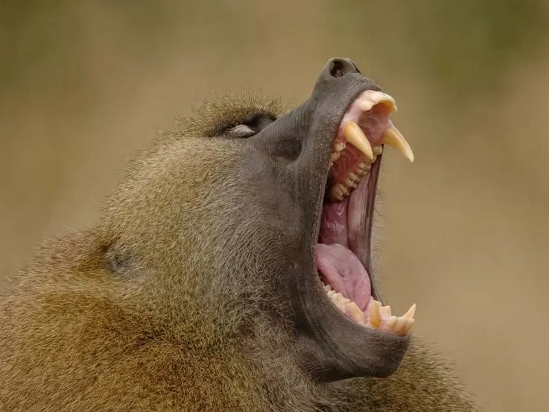 baboon-roar-cr-mark-holmes.webp