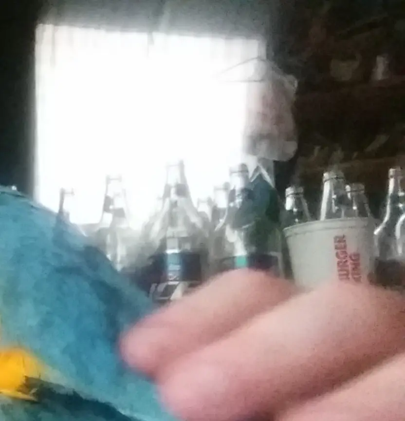 baby macaw (1).webp.webp