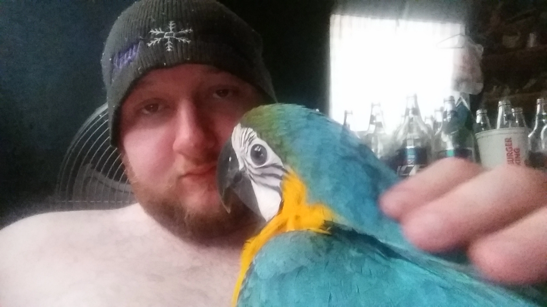 baby macaw.webp