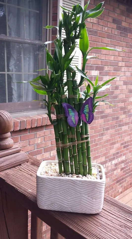 Bambooplant1.webp