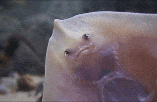 BAyf.gif