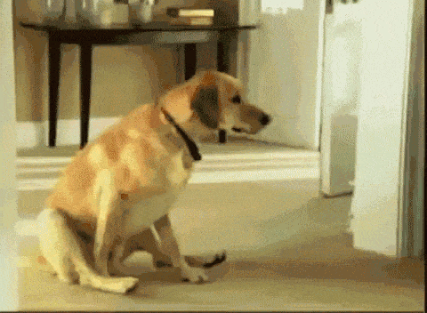 BB55F34A-B6D5-4E52-B0B9-70E7AA01A042.gif