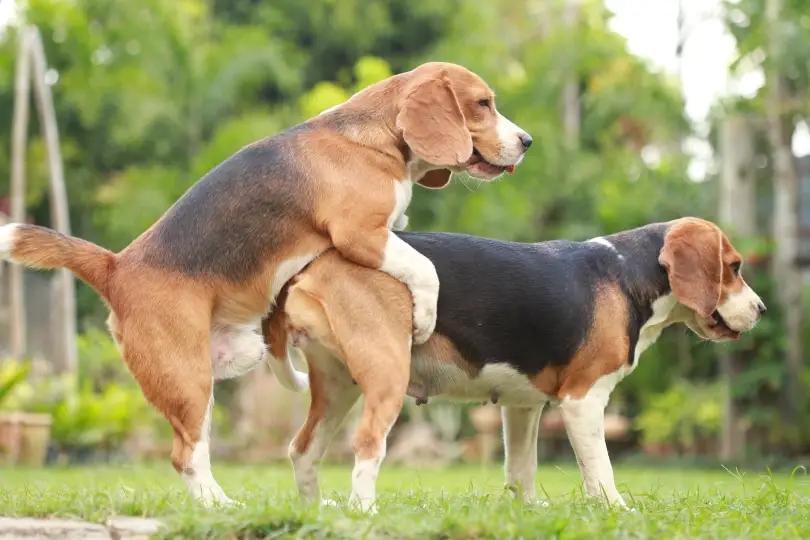 beagle-dogs-mating_Sigma_S-Shutterstock.webp
