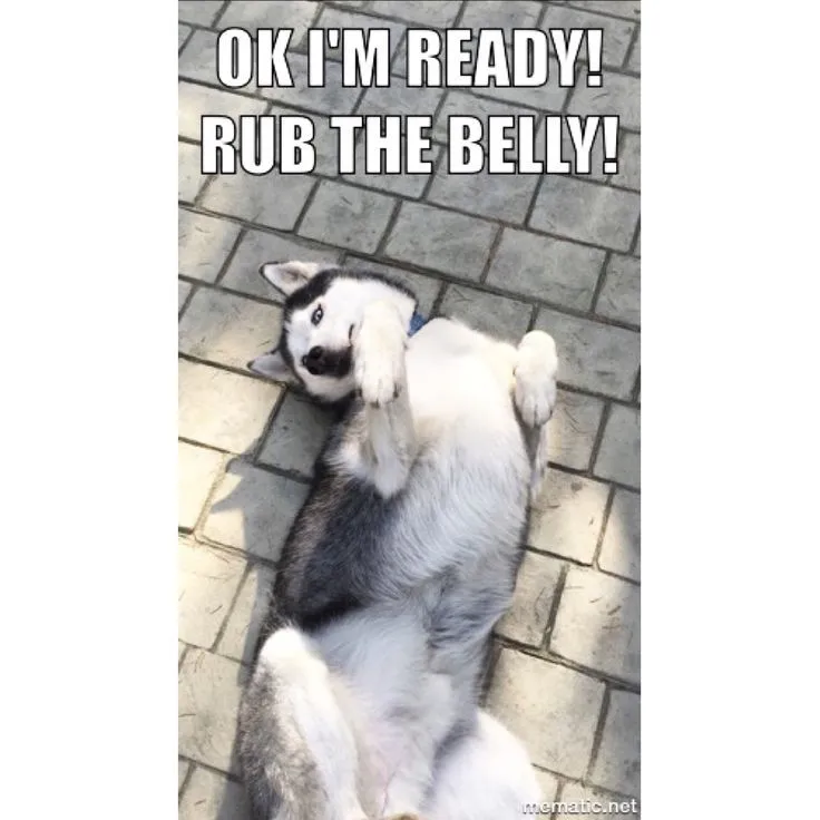 Belly rub begging master!.webp