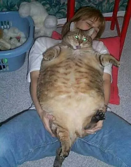 big_fat_pussy.jpg-1-1.webp