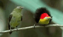 birds-bird.gif