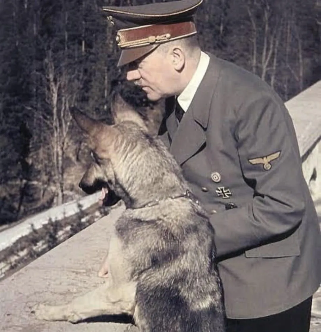 blondi-was-adolf-hitlers-german-shepherd-a-gift-as-a-puppy-v0-u4sjblm92n9a1.webp