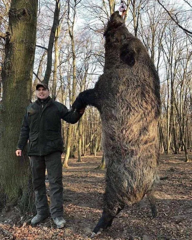 boar.jpg