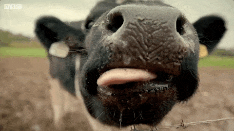 BofJb4WxJnz7jFfxeD (1).gif