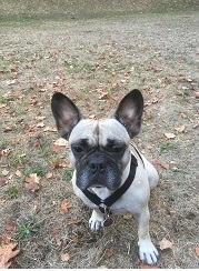 bonnie.webp
