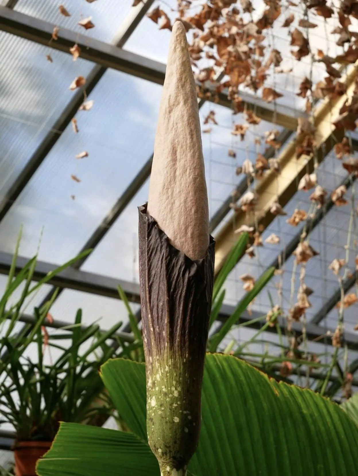 Botanicus2.webp